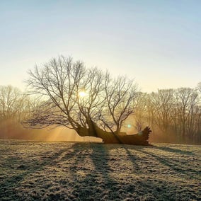 1579128943_People-care-about-that-which-they-are-connected-to.-Forest